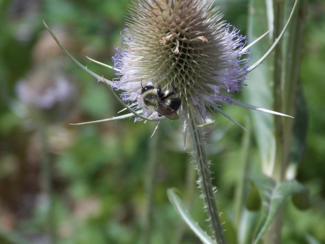 bee on thistle