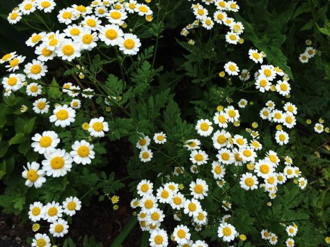 camomile