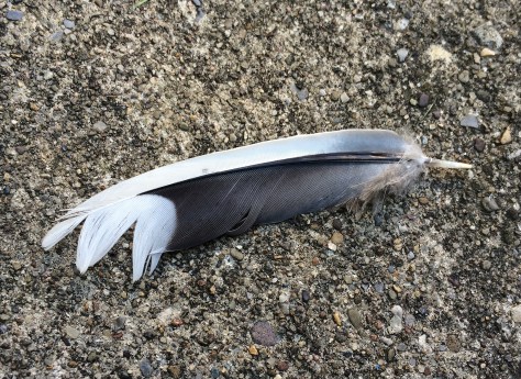 feather on concrete