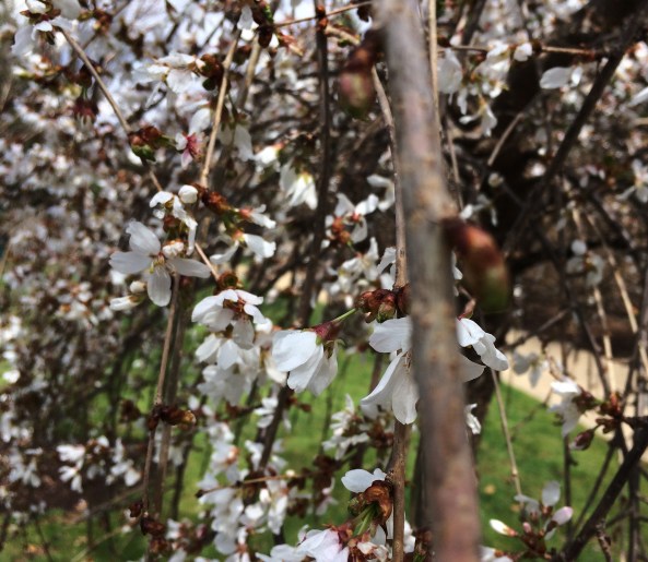 weeping cherry blossom