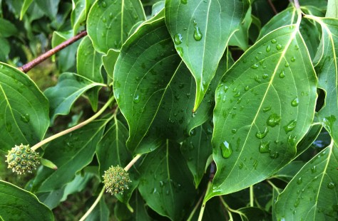 wet leaves