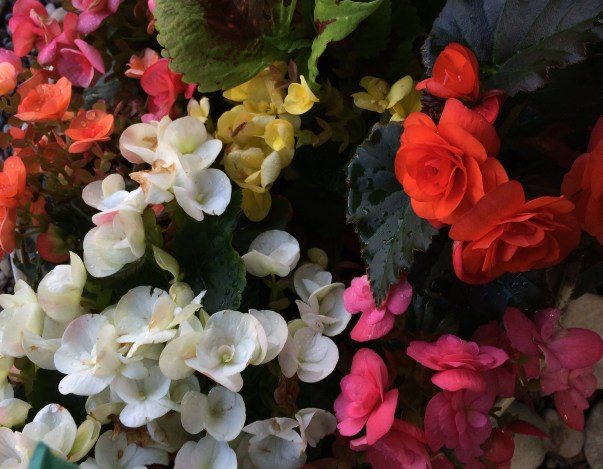 begonias 2