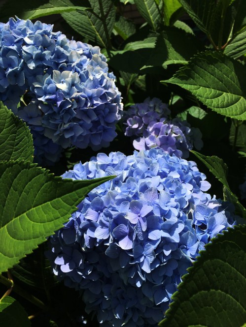 blue hydrangea