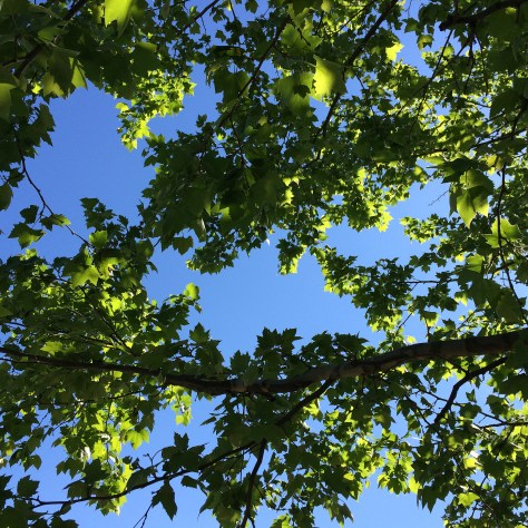 blue skies and green leaves