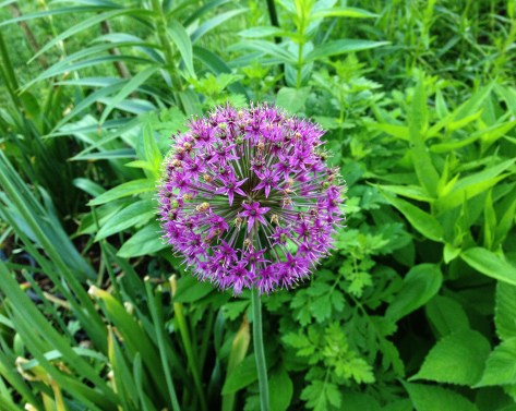 purple flower in greens