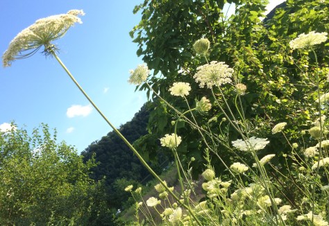 queens annes lace against bl sky