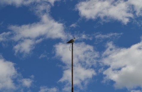 sea gull and blue skies w clouds
