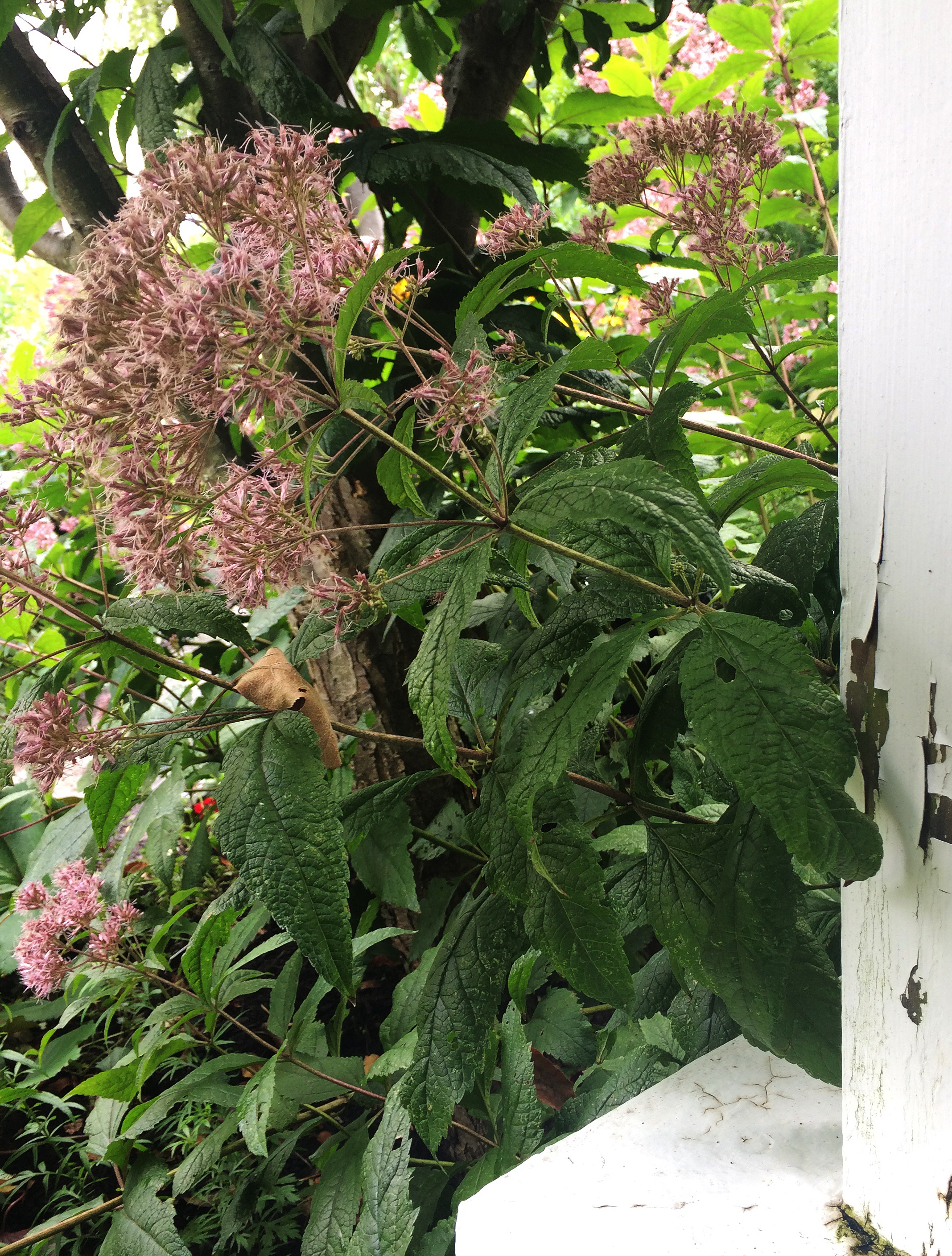 flowers w peeling paint