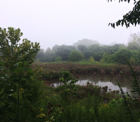 foggy marsh