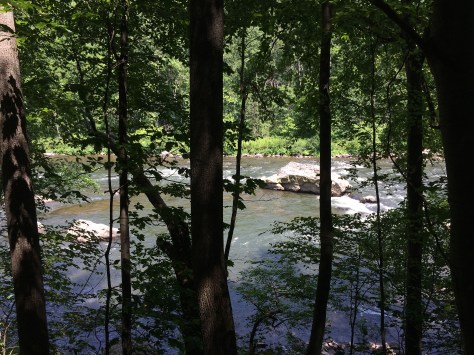 river through trees ohio pyle