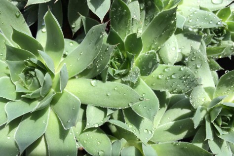 water on succulents