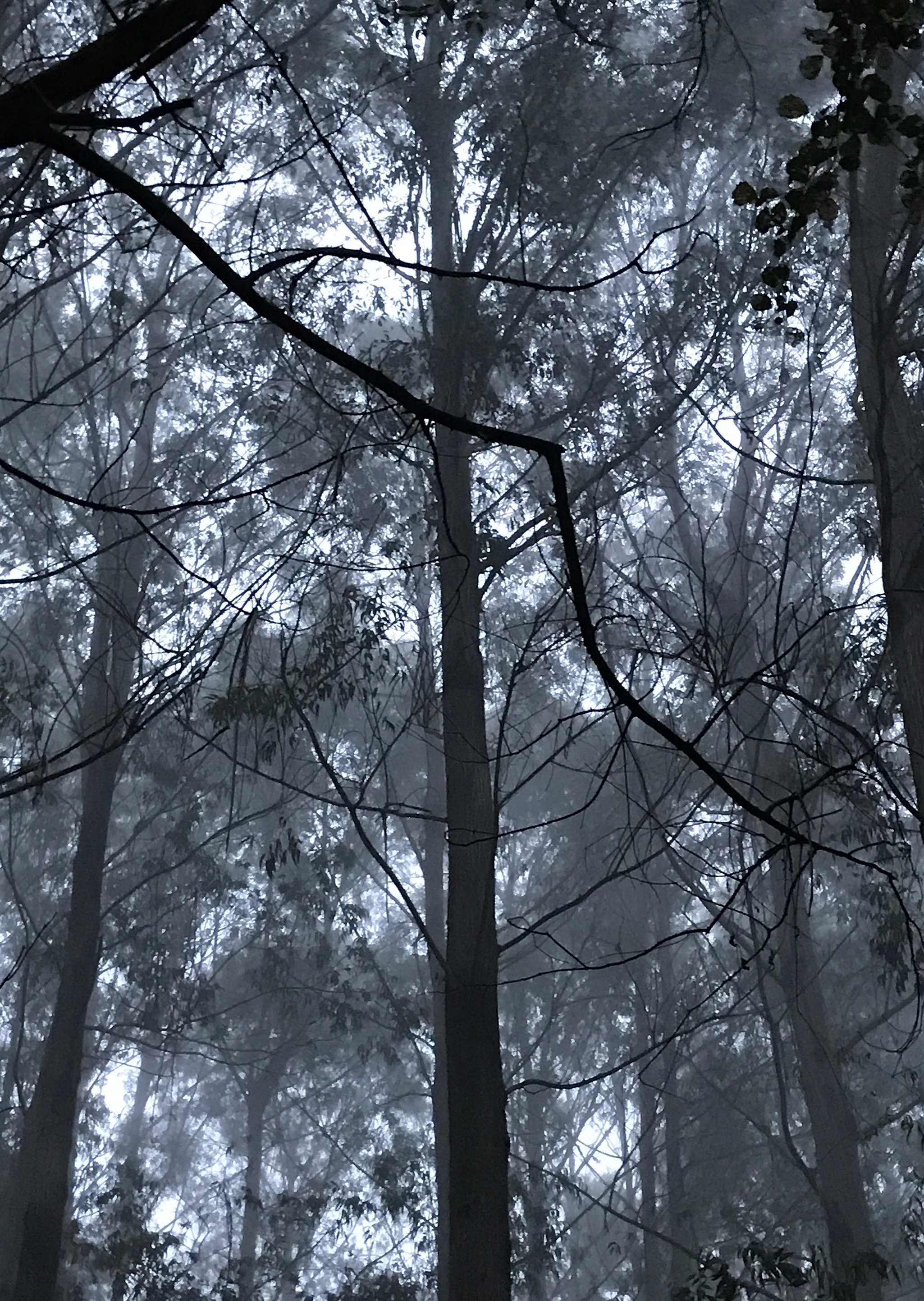 branches in spain ps