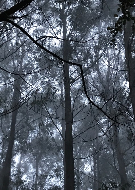 branches in spain ps