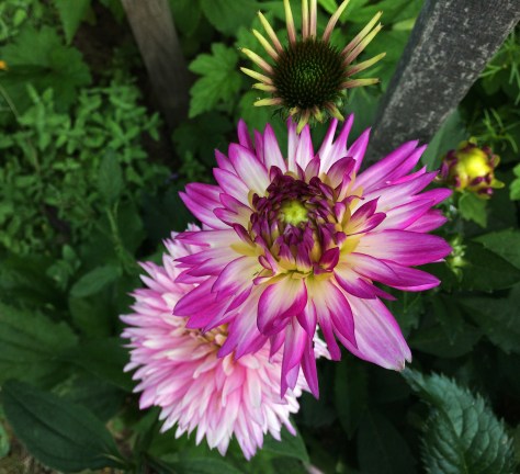 dahlia