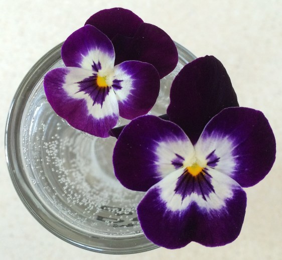 pansies from above