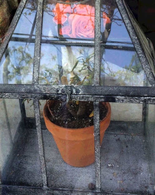 plant in glass house2