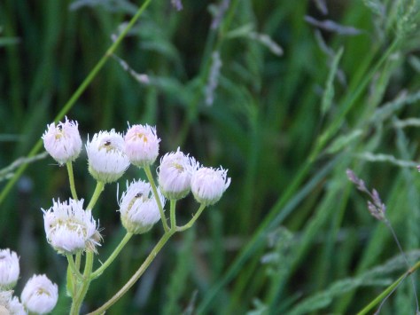 white buds on greens