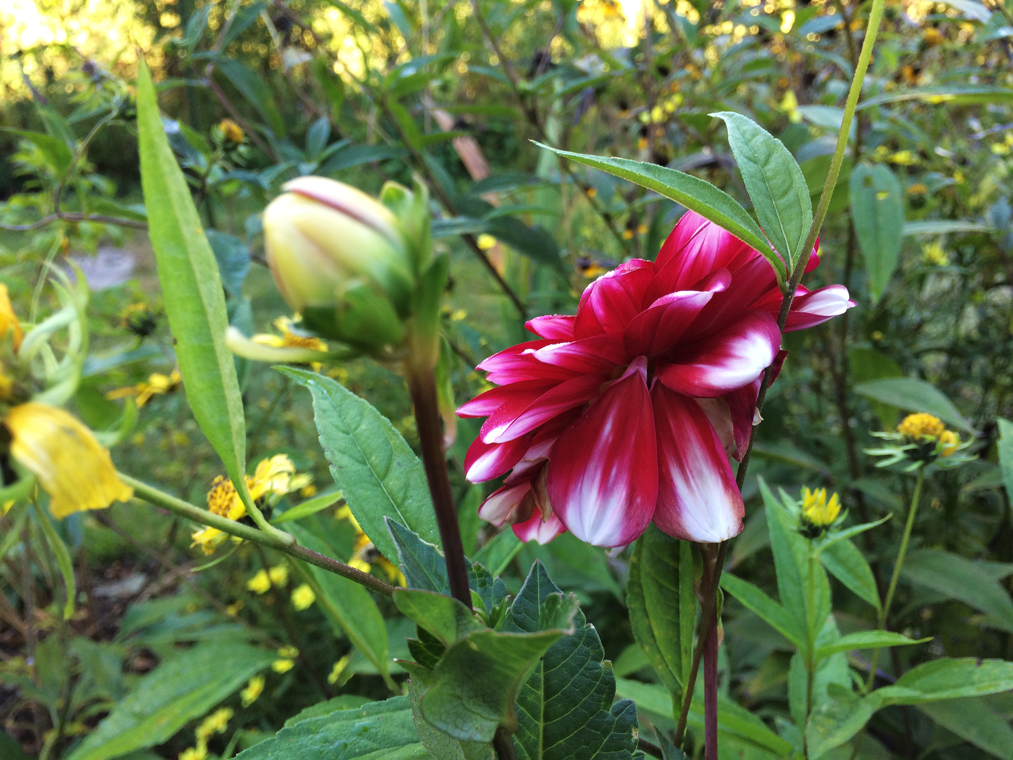 dalia and yellow flowers