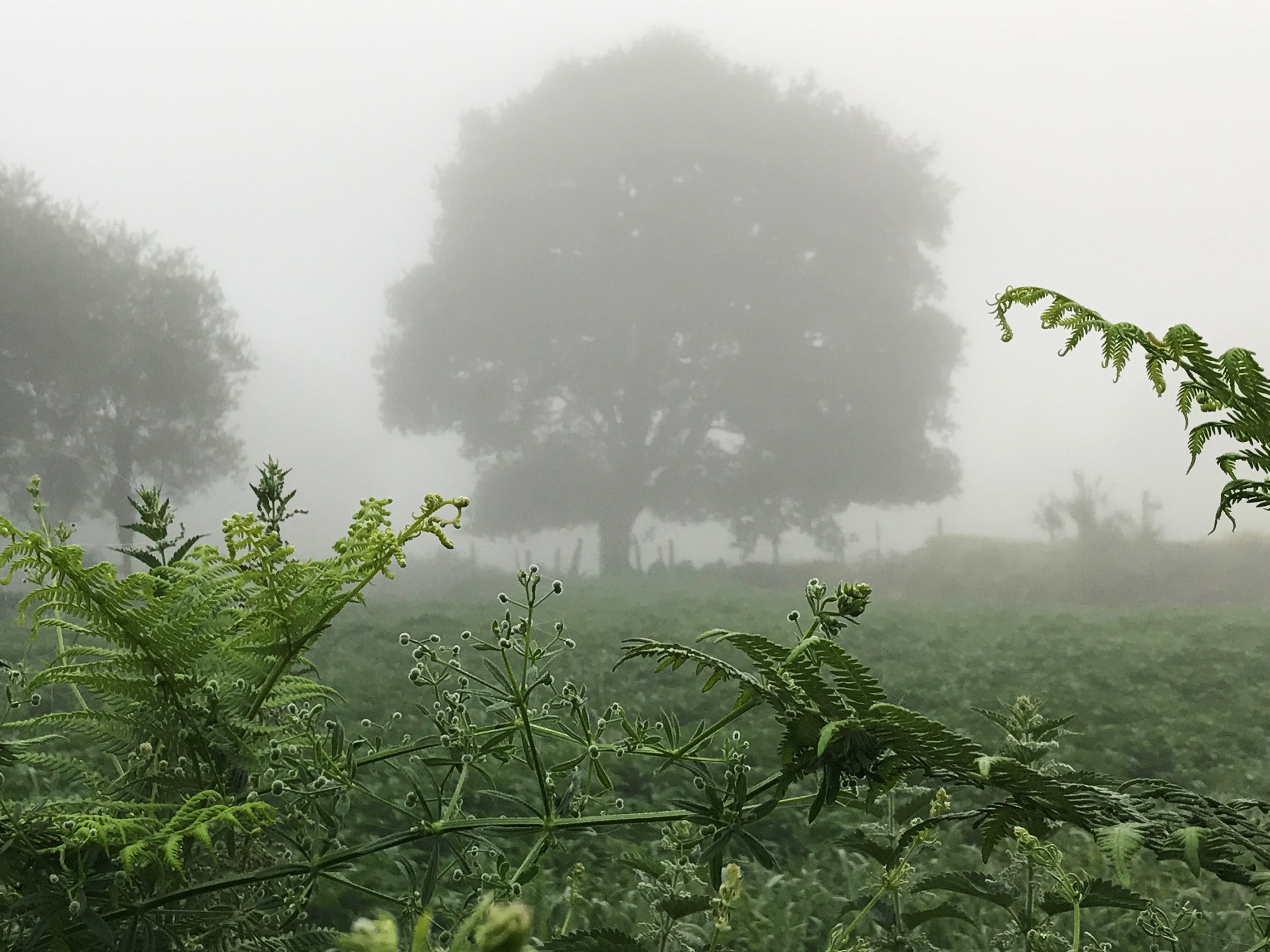 fog in spain with tree