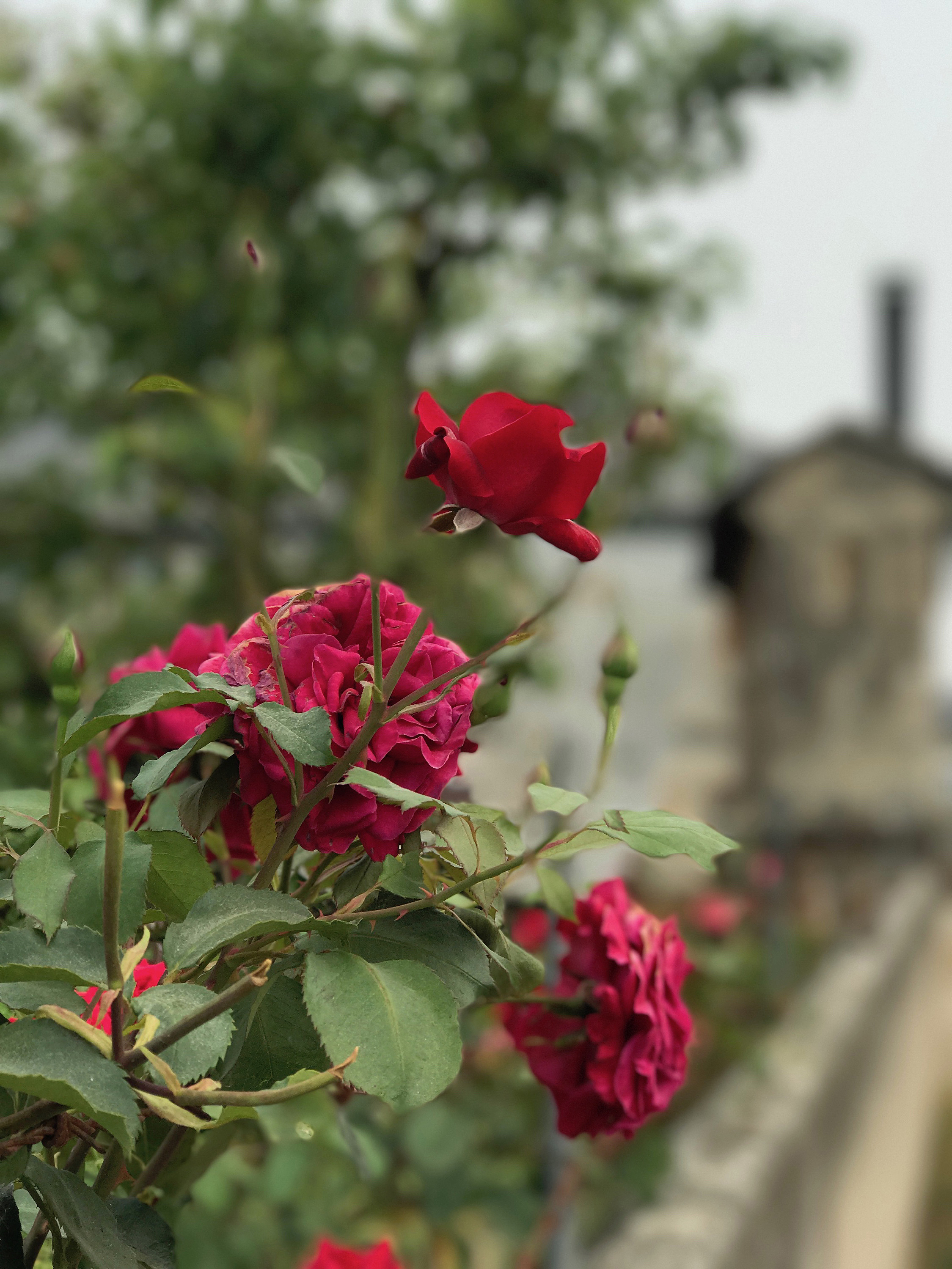 roses in spain