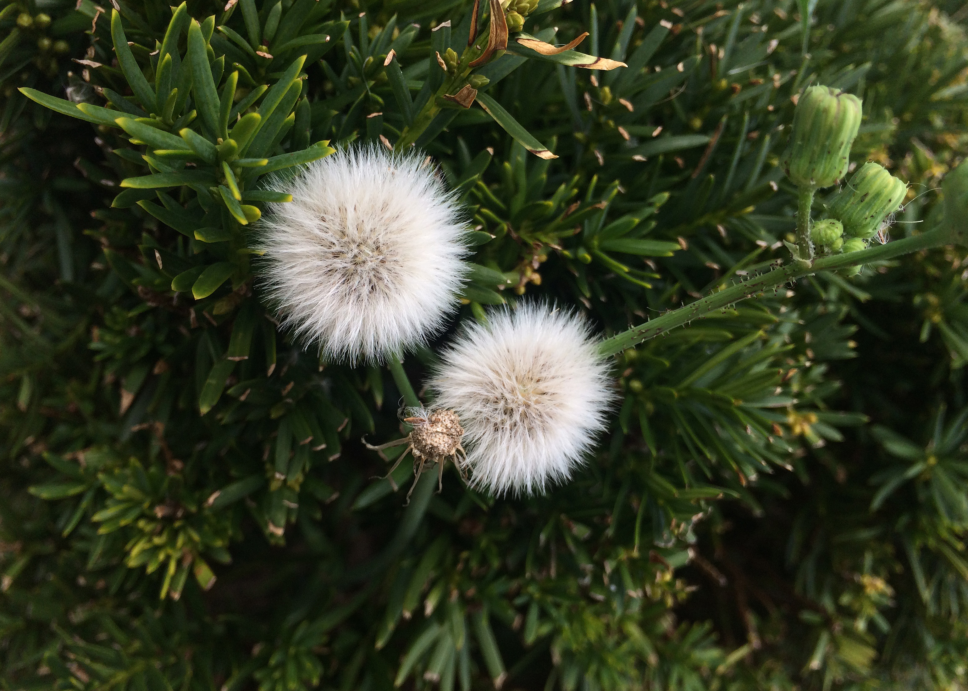 white puffs with green