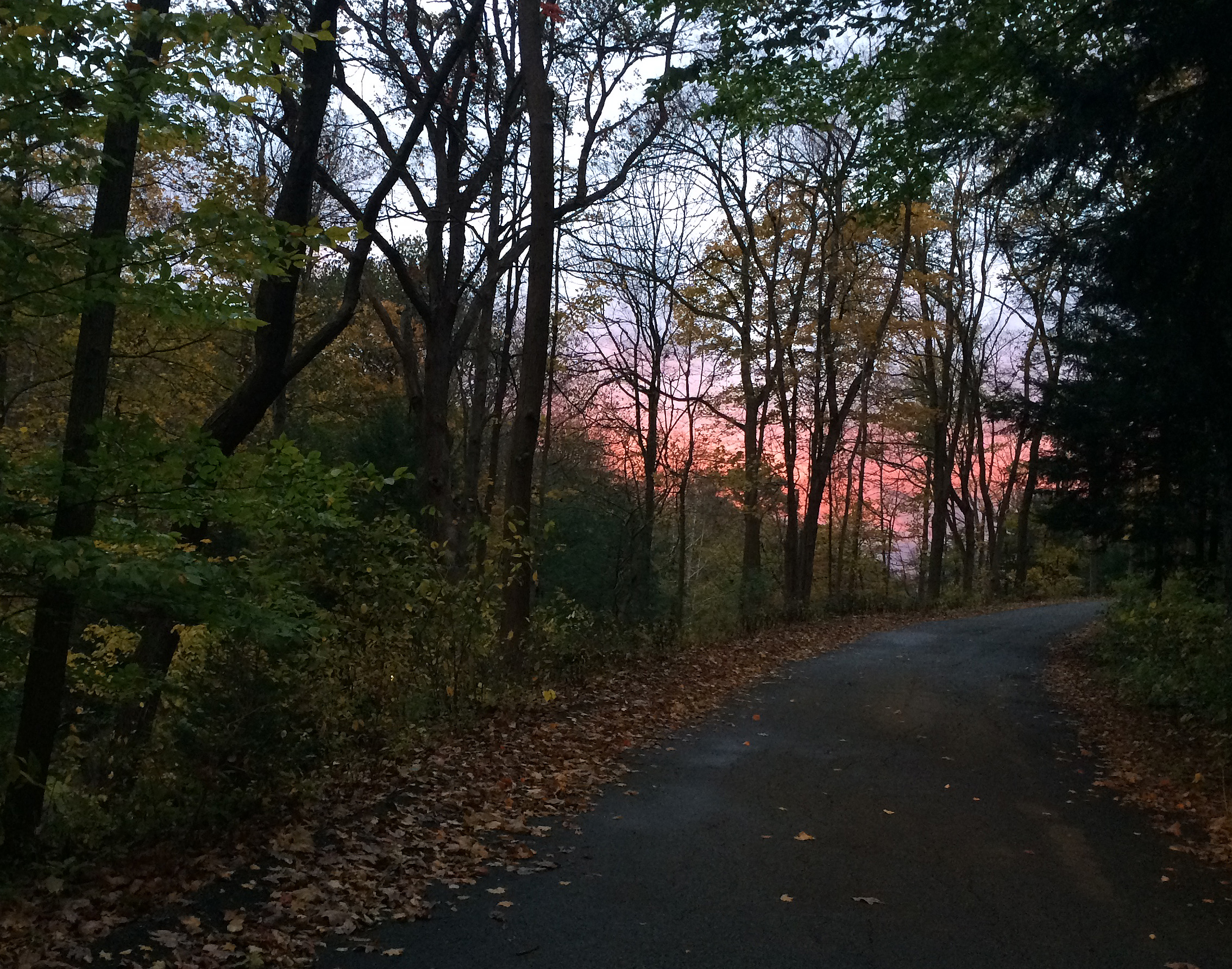 beautiful pink sky and trees