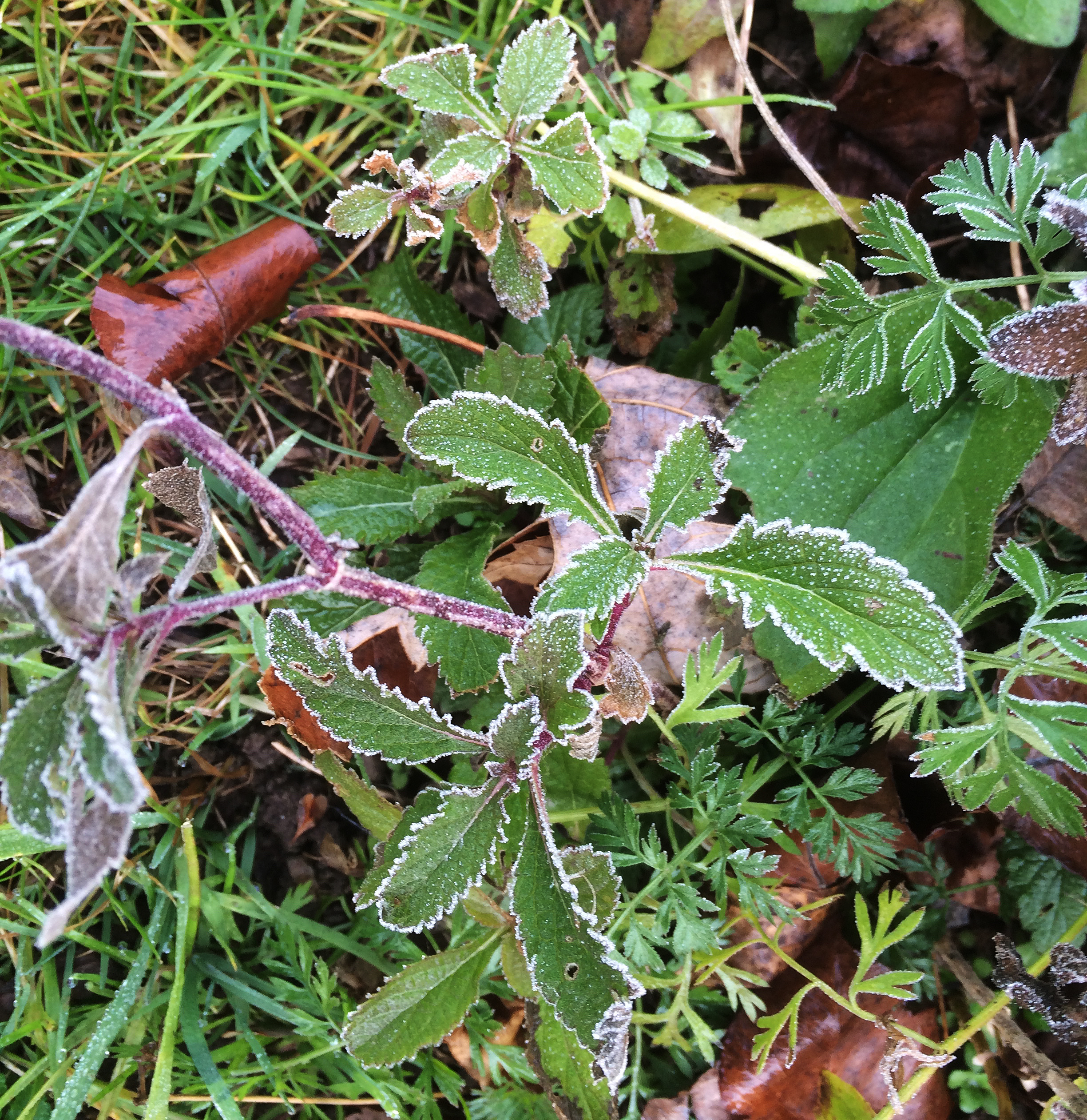 frost on green leaves