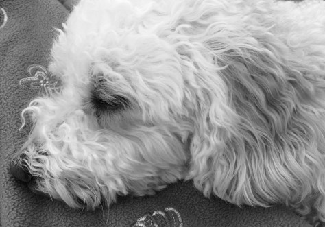 juliet bl wh with blanket