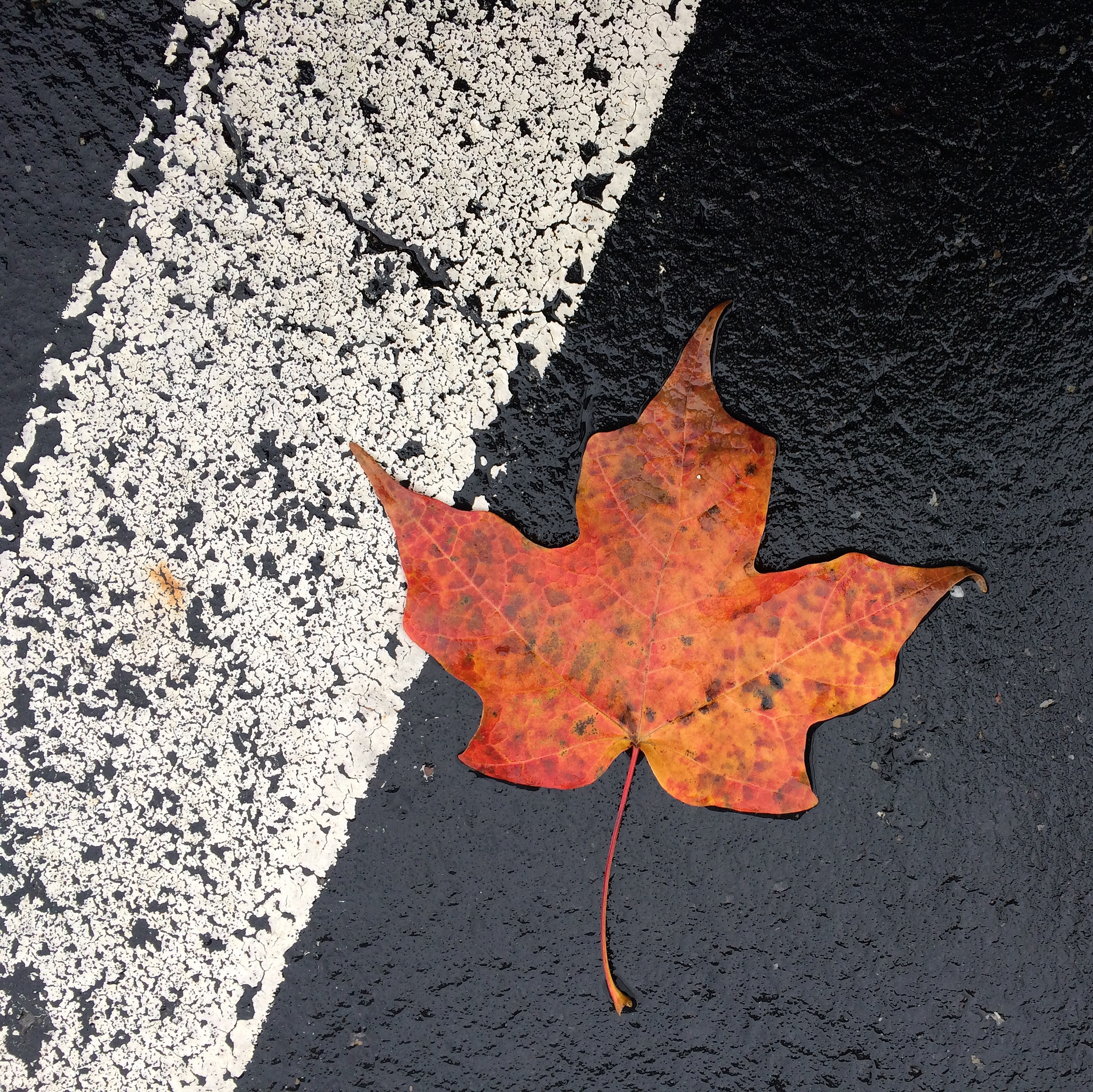 leaf on blacktop