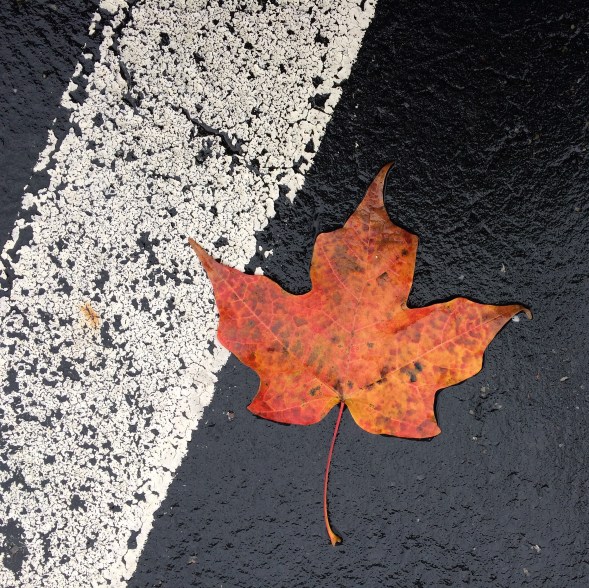 leaf on blacktop