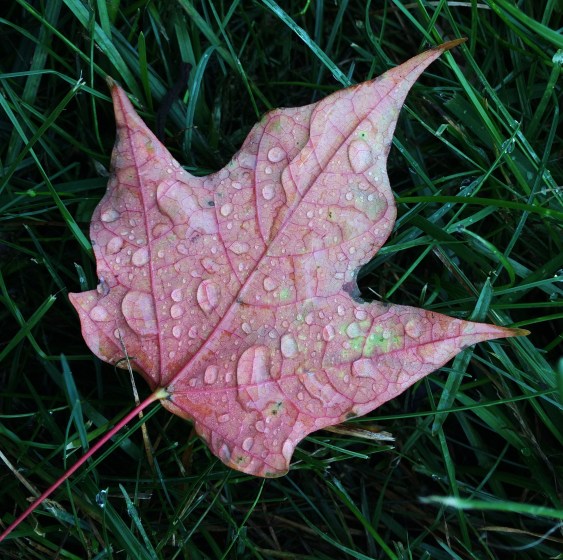 leaf with rain