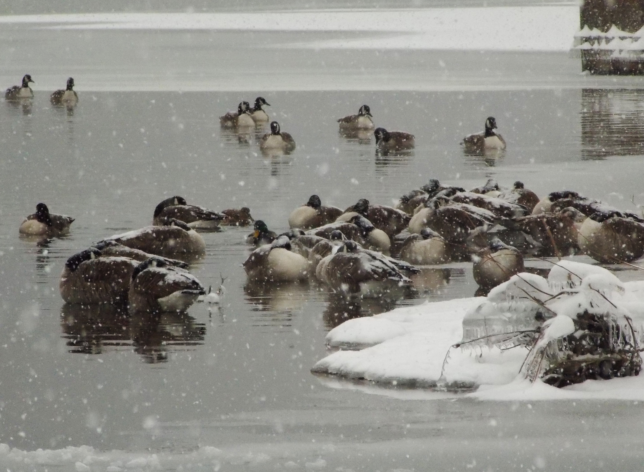 geese in the snow