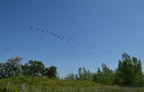 geese in v