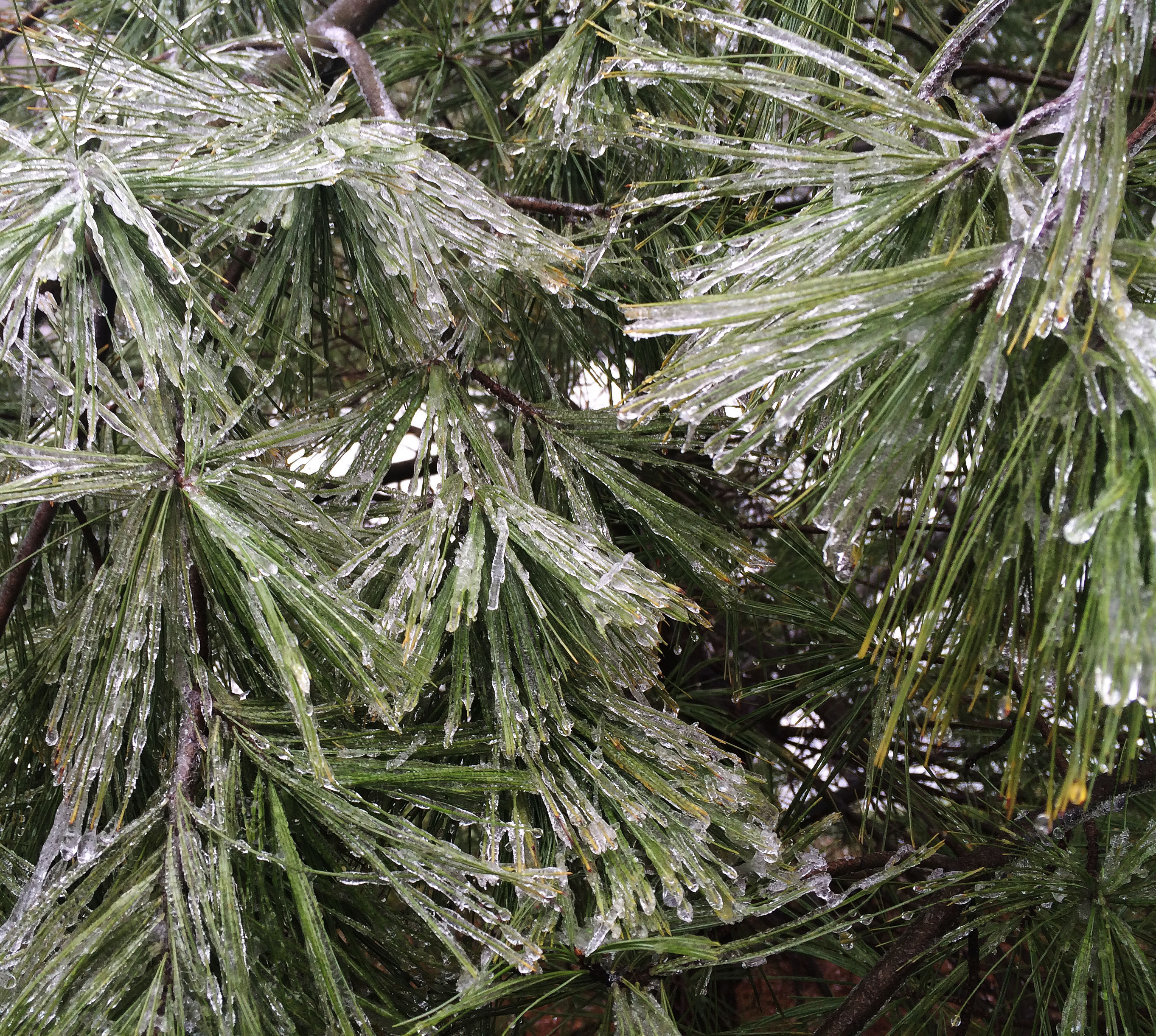 ice on pine