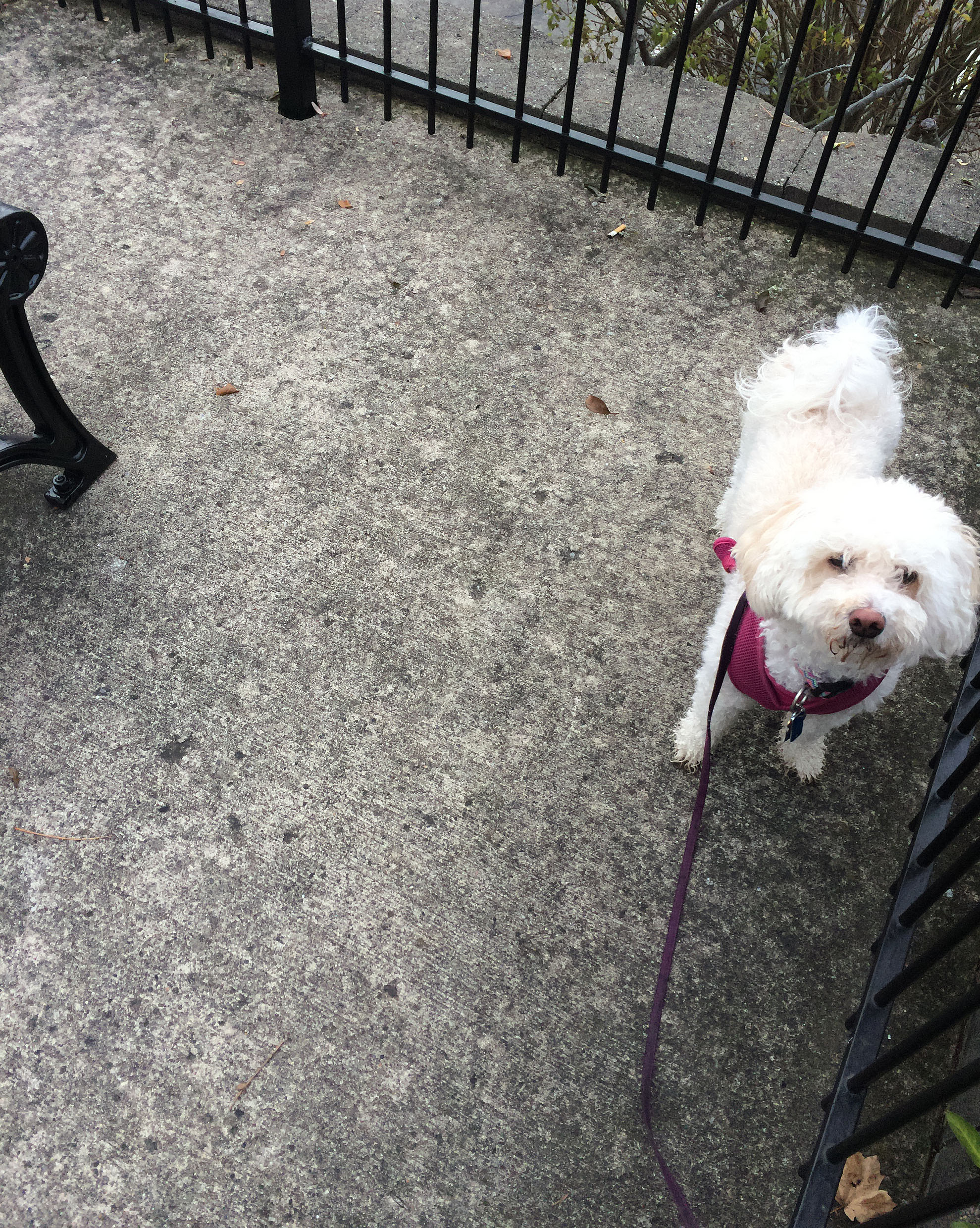 juliet by a bench and fence