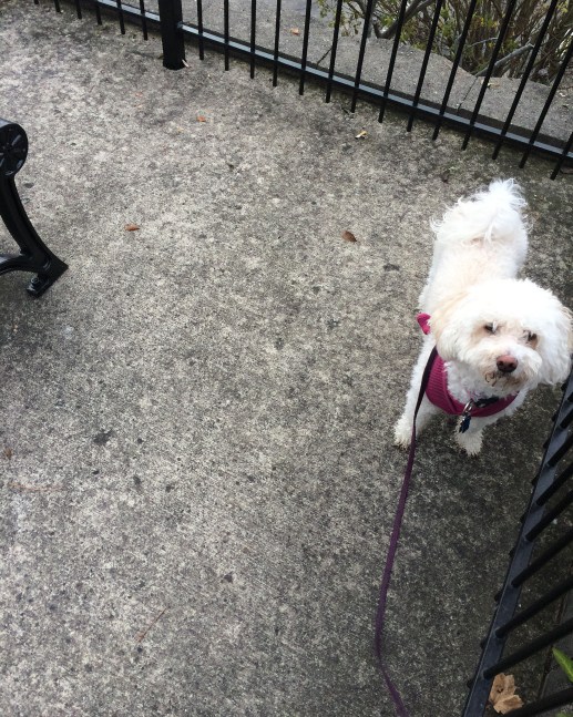 juliet by a bench and fence