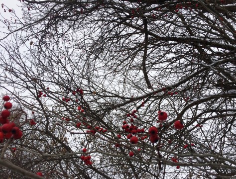 red berries in trees2