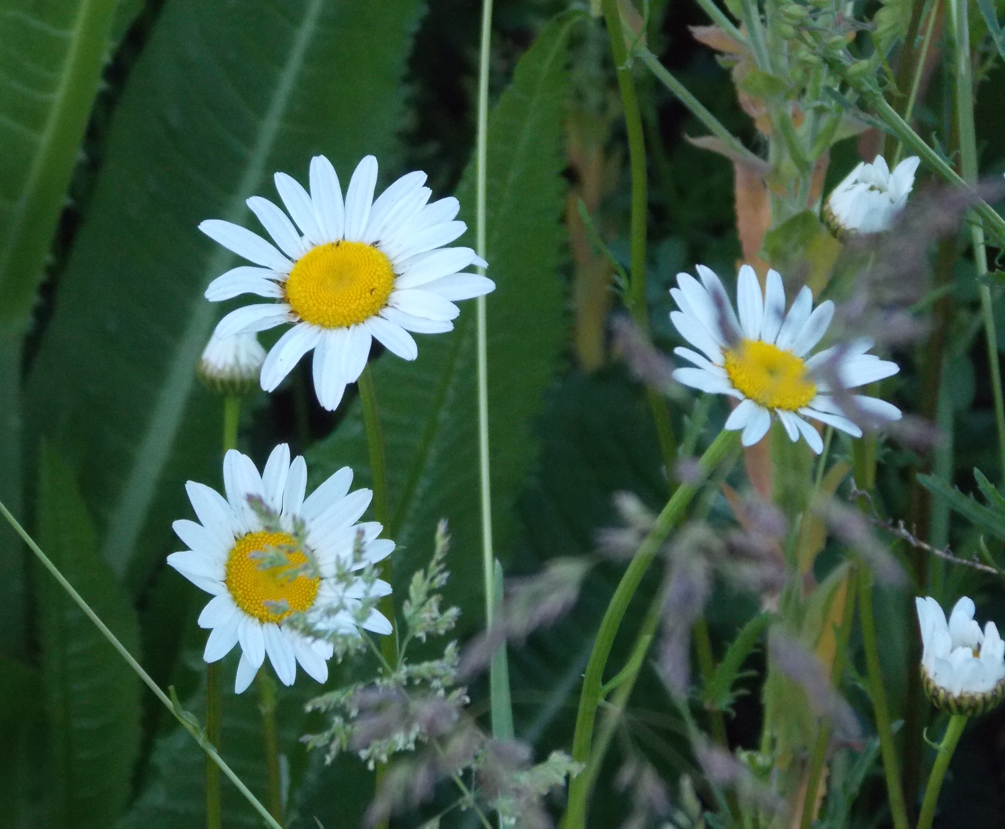daisies.jpg