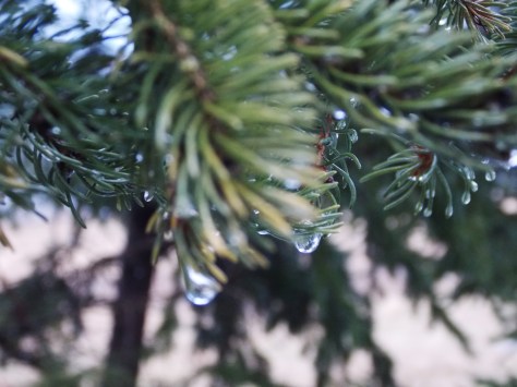 pine with water