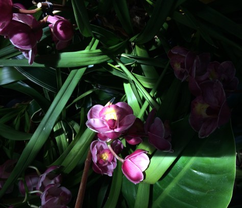 purple orchids in sun