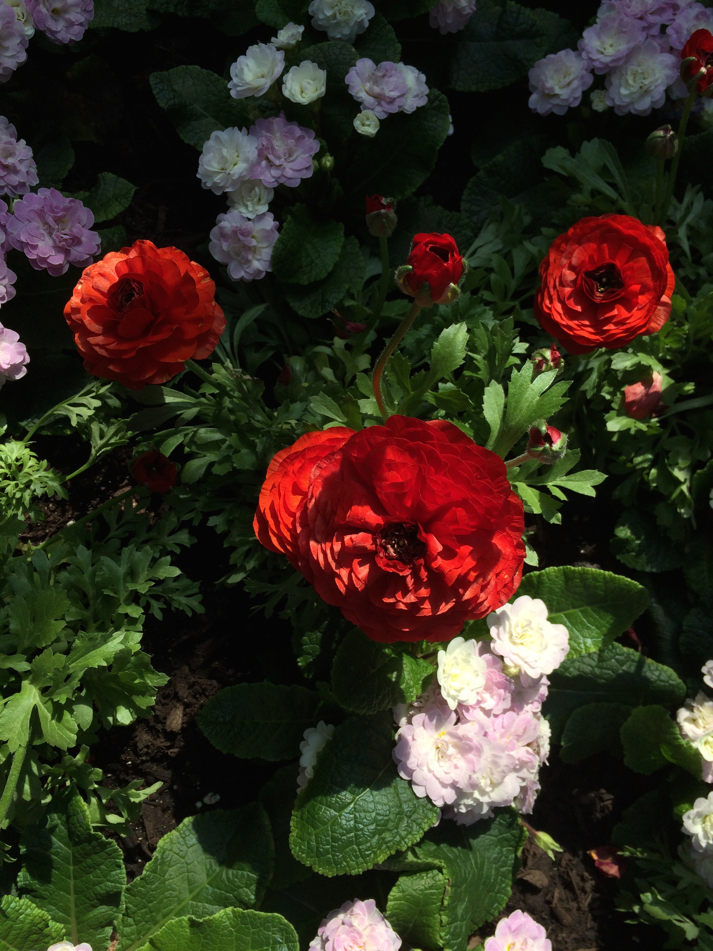 red and soft pink flowers