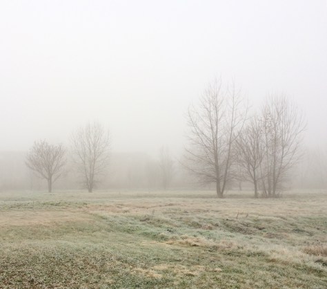 trees in fog at docks
