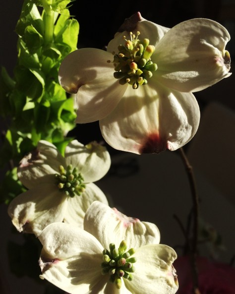 dogwood-flower.jpg