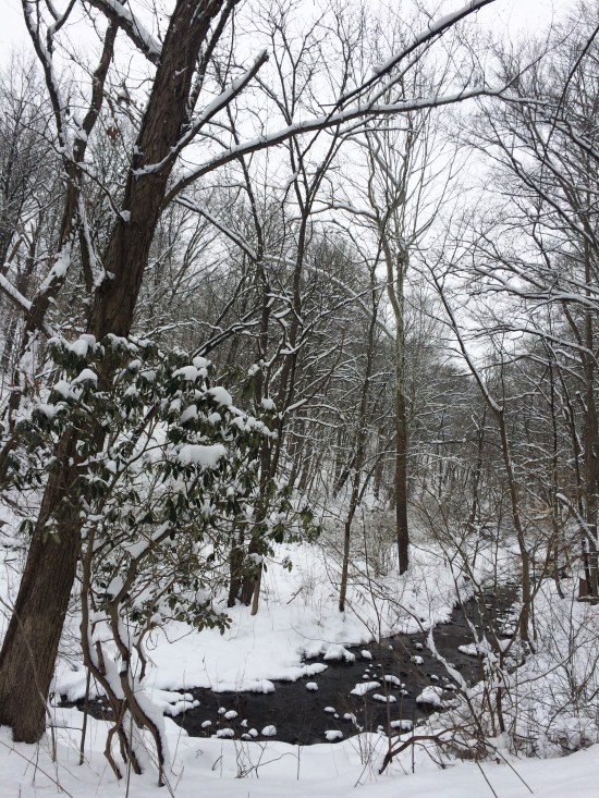 small creek in the snow.jpg