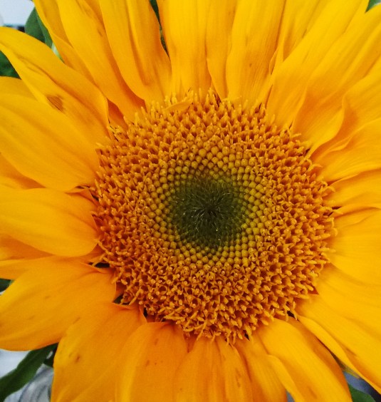 sunflower on the counter.jpg