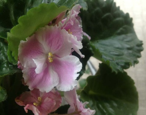 african violet