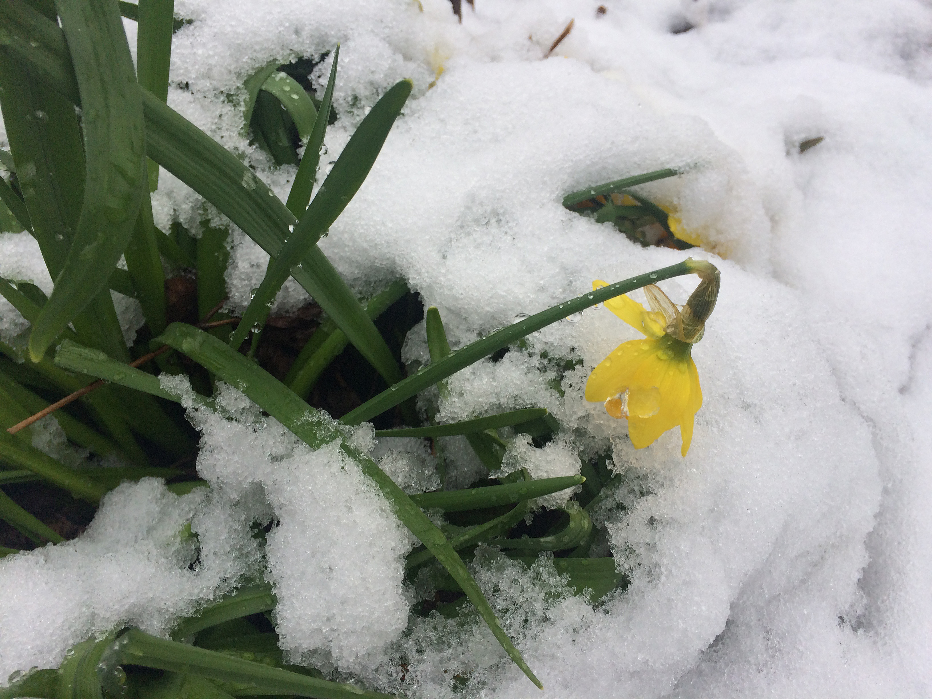dafodile in the snow