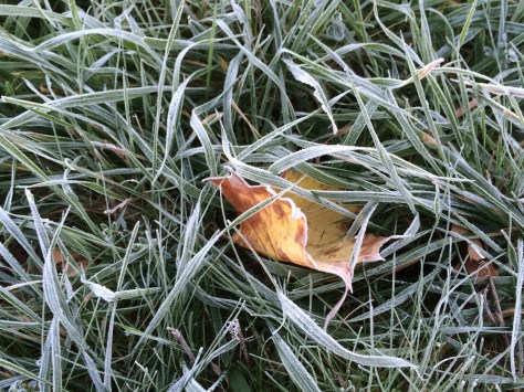 frost on one leaf in tall grass.jpg