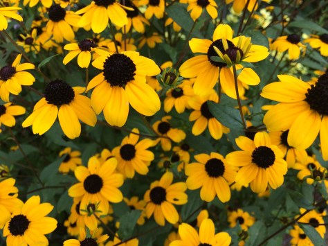 small yellow daisies.jpg