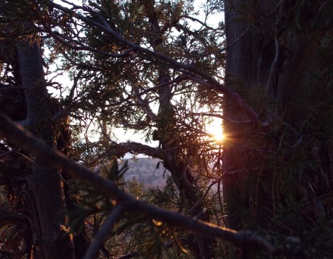 sun peaking from tree